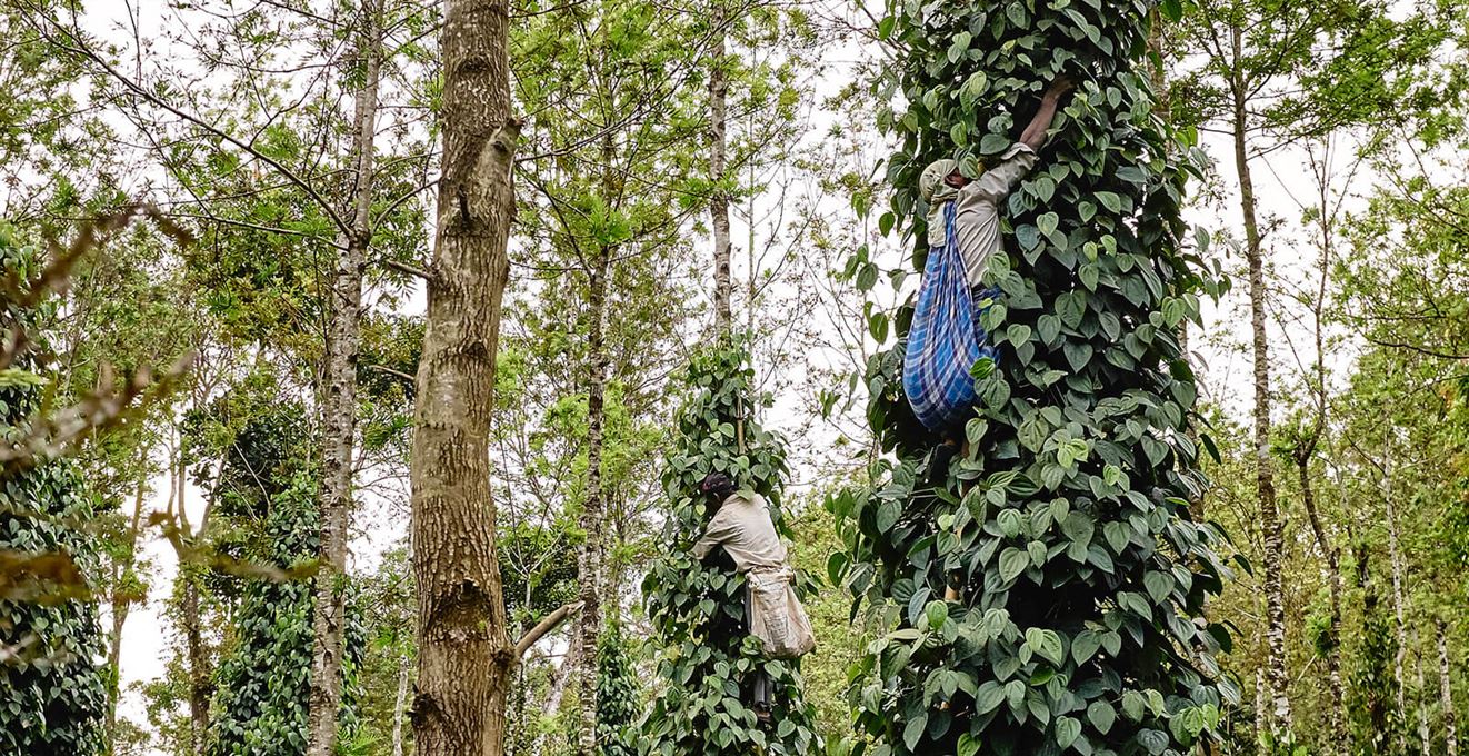 Peppar skördas på en plantage i Indien