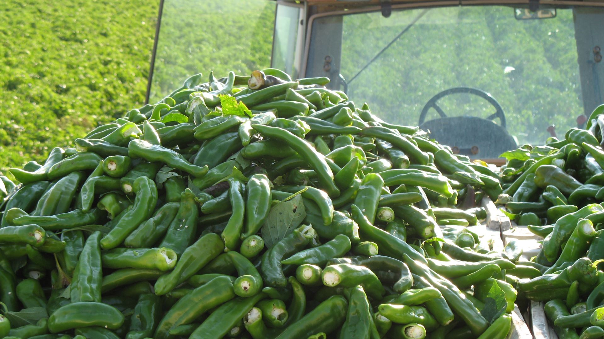 Friskhøstet chili fra USA