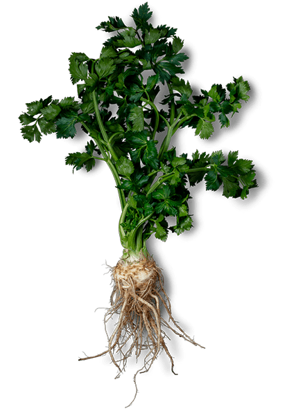 Celeriac